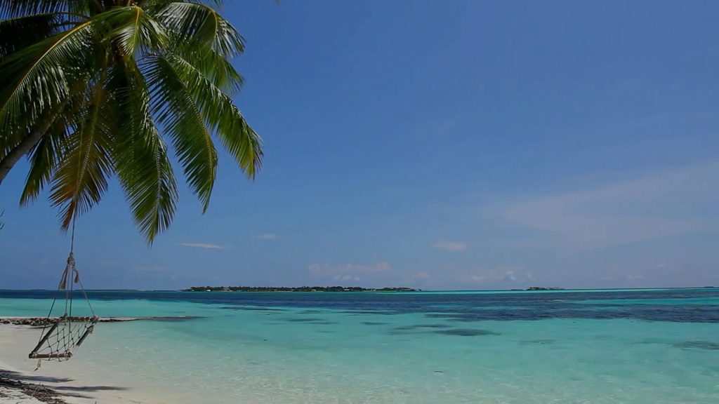 Palmera y mar turquesa en la Riviera Maya