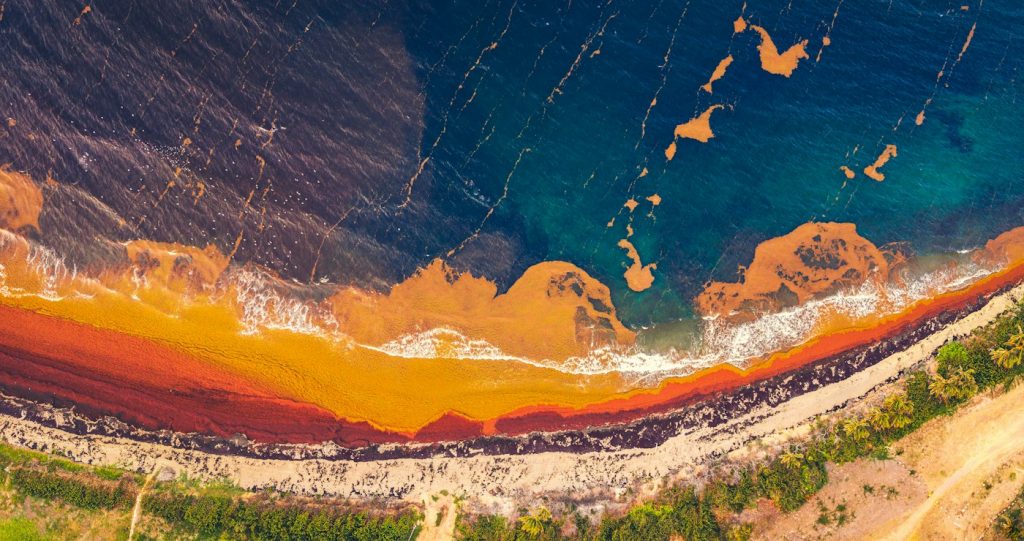 Vista aérea de sargazo cubriendo el mar turquesa y la playa